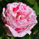 Scentimental Potted Rose