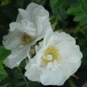 Schneezwerg Potted Rose