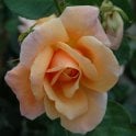 Schoolgirl Potted Rose