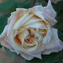 Souvenir d'Elise Vardon Bare Root Rose