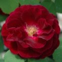 Souvenir du Docteur Jamain Potted Rose