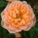 Sweet Dream (Bush) Potted Rose