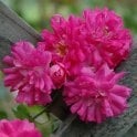 Super Excelsa (Rambler) Potted Rose
