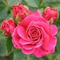 Starlight Express Potted Rose