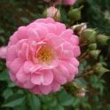 Super Fairy (Rambler) Potted Rose