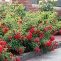 Flower Carpet Scarlet Potted Rose