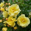 Flower Carpet Sunshine Potted Rose