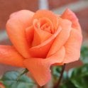 Scent From Heaven Potted Rose