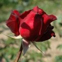 Summer Fragrance (Bush Rose) Bare Root Rose