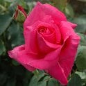 Susan Hampshire Bare Root Rose