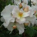 Sally Holmes Potted Rose