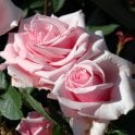 Savoy Hotel (Bush) Potted Rose