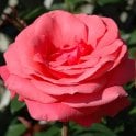 Showtime Potted Rose