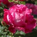 Souvenir de Jeanne Balandreau Bare Root Rose