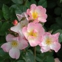 Smarty Potted Rose