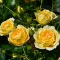 Sweet Memories Potted Rose