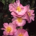 St. Nicholas Bare Root Rose
