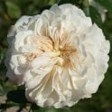 Sombreuil Potted Rose