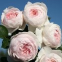 Secret Parfuma Potted Rose