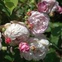 Spectabilis Potted Rose