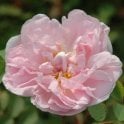 Stanwell Perpetual Potted Rose