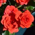 Special Wishes Potted Rose