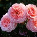 Sexy Rexy Potted Rose