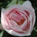 Souvenir de St. Annes Bare Root Rose