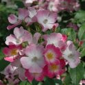 Ballerina (Standard) Potted Rose