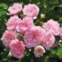 The Fairy (Standard) Potted Rose