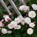 White Pet (Standard) Potted Rose