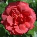 Hot Chocolate (Standard) Potted Rose