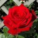 Loving Memory (Standard) Potted Rose