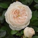 Macmillan Nurse (Standard) Potted Rose