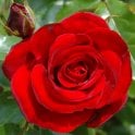 Ruby Anniversary (Standard) Potted Rose