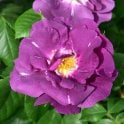 Rhapsody In Blue (Standard) Potted Rose