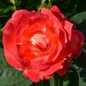 Super Trouper Potted Rose