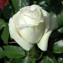 Silver Anniversary (Standard) Potted Rose
