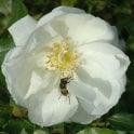 Flower Carpet White (Standard) Potted Rose