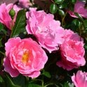Surrey Potted Rose