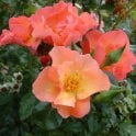Summer Wine Potted Rose
