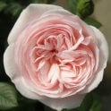 Silver Wishes Potted Rose