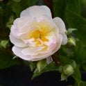 Siluetta Sweet Potted Rose