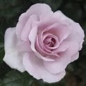 Rose Synactif By Shiseido Potted Rose
