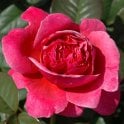 The Anniversary Rose Potted Rose