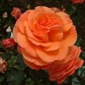 Tatton Potted Rose