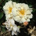 Thisbe Bare Root Rose
