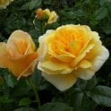 Togmeister Potted Rose