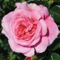 Timeless Pink Potted Rose
