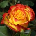 Tequila Sunrise Potted Rose
